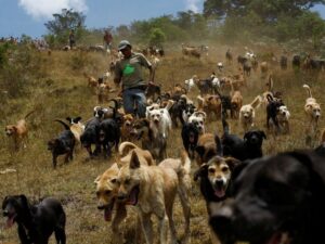 Собаки Южной Америки фото